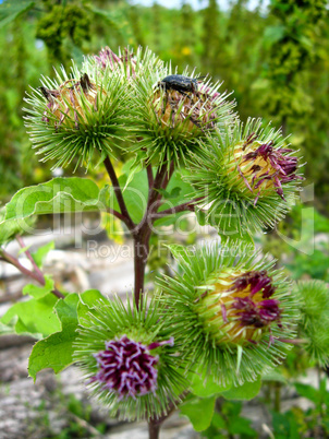 Prickles of a burdock