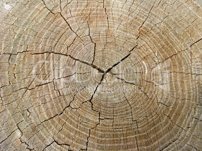Pattern on a cut of a tree