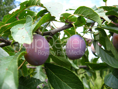 Fruits of plum