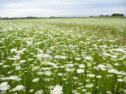 summer landscape with field of white flowers