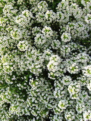 a lot of white flowers on the bed