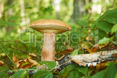Cep mushroom, Latin name: Boletus edulis