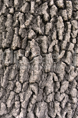 bark