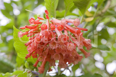 Iochroma coccineum