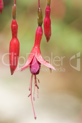 Fuchsia magellanica