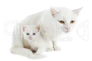 white kitten and mother