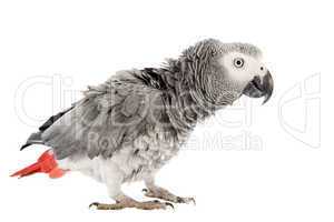 scaring African Grey Parrot