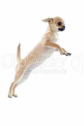 jumping puppy chihuahua