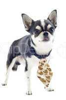 chihuahua with tie