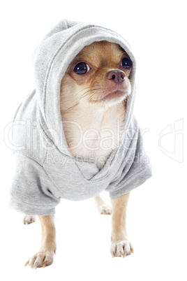 dressed chihuahua