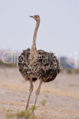 female ostrich