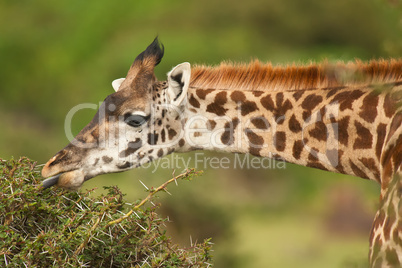 portrait of a giraffe eating