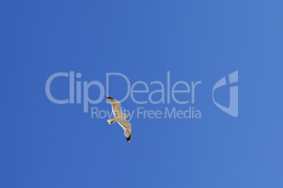 Seagull hover in clear blue sky
