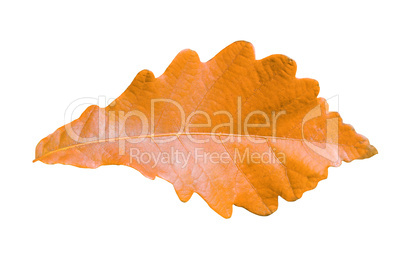 Close-up of  autumn oak leaf on white