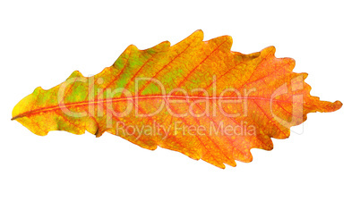 Close-up of  autumn oak leaf on white