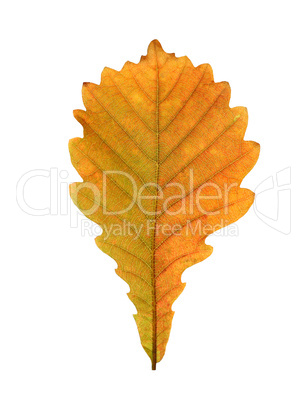 Close-up of  autumn oak leaf on white