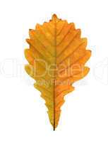 Close-up of  autumn oak leaf on white