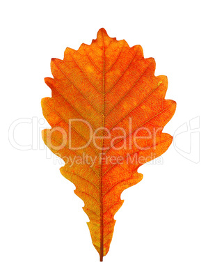 Close-up of  autumn oak leaf on white