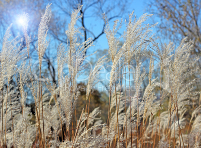 grass and sky