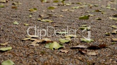 Dry leaves on the ground, autumn season.