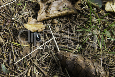 Black beetle on forest floor