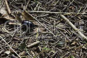 Black beetle on forest floor