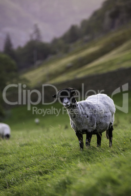 Herdwick sheep in a pasture