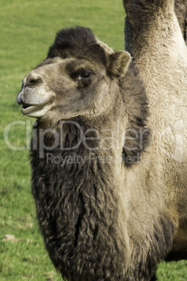 Lone bactrian camel on a farm