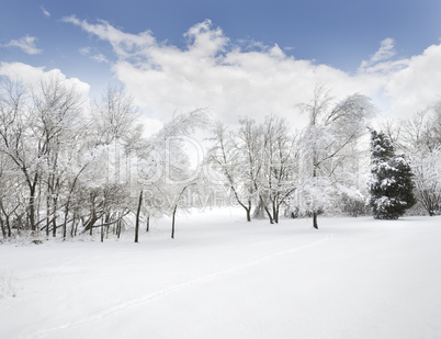 Winter Landscape