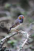 Finch sitting on a thorny branch