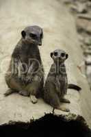 Two meerkats, Suricata suricatta