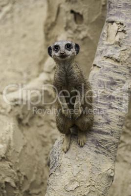 Meerkat, Suricata suricatta