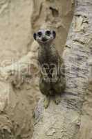 Meerkat, Suricata suricatta