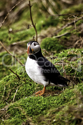 Puffin on a grassy slope