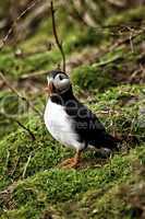 Puffin on a grassy slope