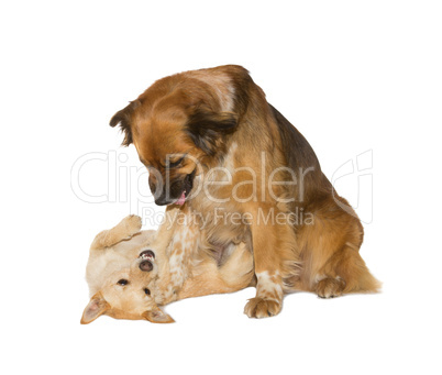 Two family dogs playing