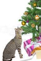 Cat eyeing the tempting Christmas decorations