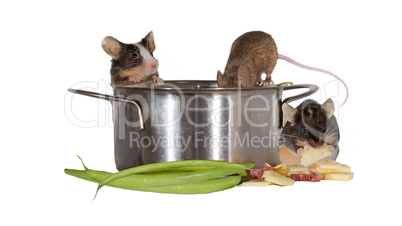 Three mice investigating the kitchen