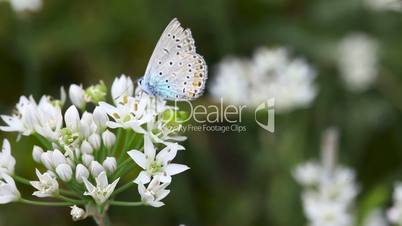 Blue butterfly.