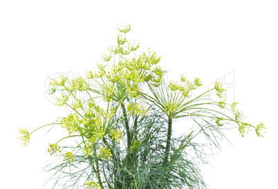 Branch of fresh dill isolated on a white background