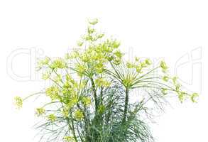 Branch of fresh dill isolated on a white background