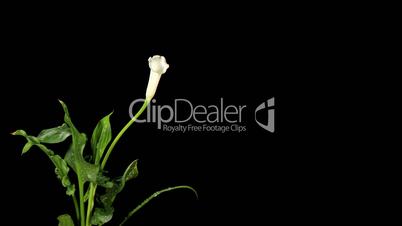 Blooming white calla on the black background (Calla Zantedeschia), time-lapse