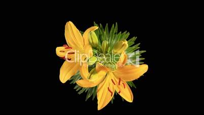 Flowering yellow lily on the black background (L. prominet)