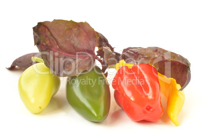 Multi-colored peppers on a white background