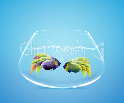 Two Angelfish in fishbowl falling in love