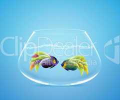 Two Angelfish in fishbowl falling in love