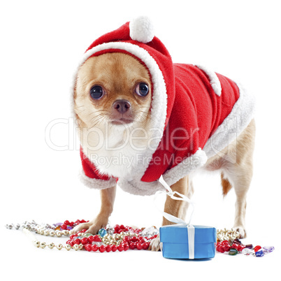 santa claus chihuahua