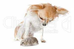 chihuahua and Djungarian hamster
