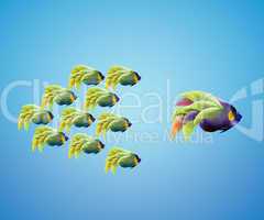 big angelfish leading group of angelfish