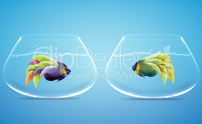 Two Angelfish in Two bowls